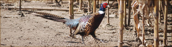 Pheasant