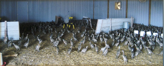 Pheasant Chicks