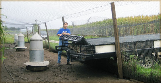 Introduction Pheasants into the Flight Pen